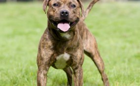 Staffordshire Bull Terrier