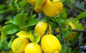 limone aiuto in casa pulire igienizzare profumare sgrassare detergere