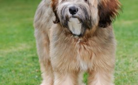 Terrier tibetano
