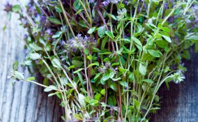 timo salute bellezza proprietà