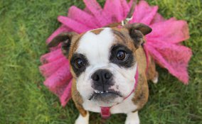 abbigliamento, moda, cani