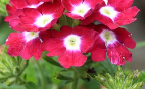 verbena-pianta- autunno e inverno