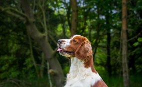 Welsh Springer Spaniel