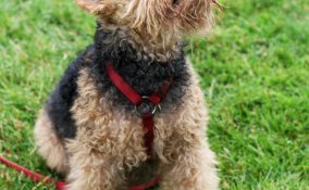 Welsh Terrier