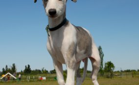 Whippet