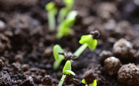 germoglio pianta semi