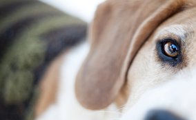 padrone, cane, rapporto