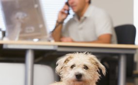 cane, padrone, separazione