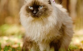 gatto, guinzaglio, addestramento