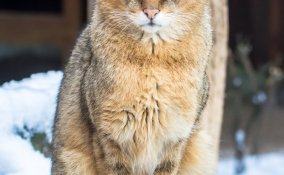 gatti, micio, ashera, toyger, savannah