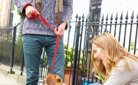 cane, registrazione, anagrafe