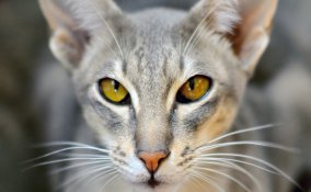 gatto comportamento gesti abitudini