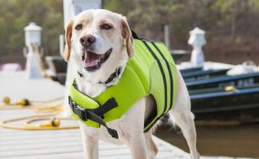 animali, eroi, azioni