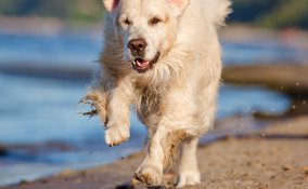 estate, abbandono, animali