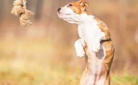 animali, noia, cuccioli