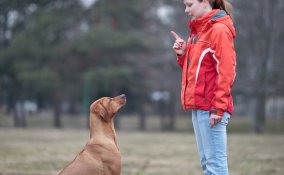 fido, cane, ascolto, ubbidienza, comunicazione