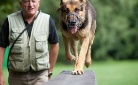 separaziojne, fido, abitudini, equilibrio, casa