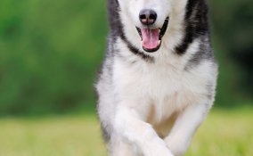 razze, cani, animali, domestici