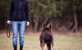 cane, padrone, rapporto