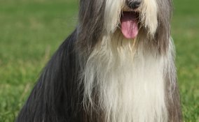 Bearded Collie 