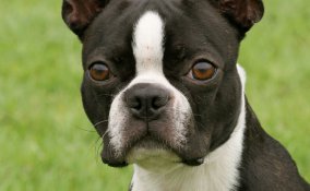 Boston Terrier