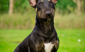 Bull Terrier Miniature