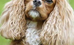 Cavalier King Charles Spaniel