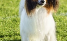 Èpagneul nano continentale