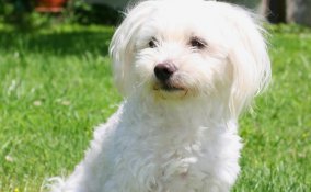 Maltese - Cani da grembo