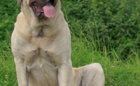 Mastiff Inglese