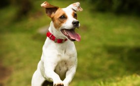 Parson Russell Terrier