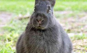 come costruire una gabbia per conigli