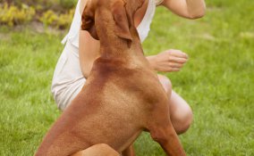 No all'abbandono dei cani