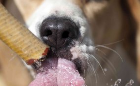 colpo di calore nei cani