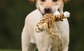 cosa insegnare al cane