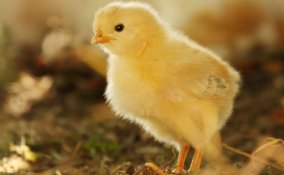 come allevare i pulcini