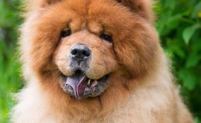 oroscopo cinese cane