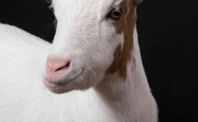 oroscopo cinese capra