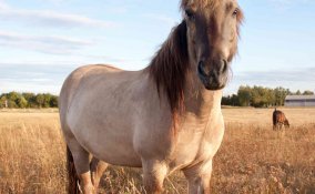 oroscopo cinese cavallo