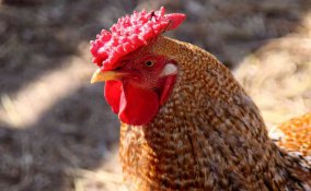 oroscopo cinese gallo