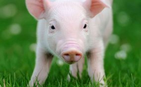 oroscopo cinese maiale