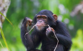 oroscopo cinese scimmia