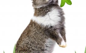 oroscopo cinese lepre o coniglio