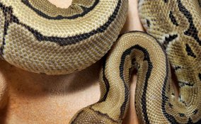 oroscopo cinese serpente