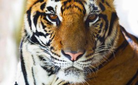 oroscopo cinese tigre