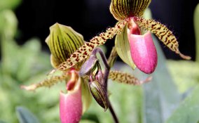 come far rifiorire un'orchidea