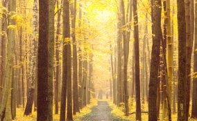 Foliage, 8 posti dove vedere lo spettacolo degli alberi a colori