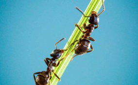 sognare le formiche significato