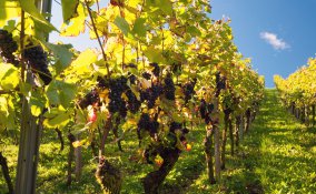 La cura dell’uva (Traubenkur): ecco i posti più belli d’Italia ed Europa