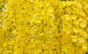 cassia proprietà curative